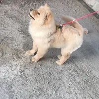 سگ چاو چاو|سگ|واجارگاه, |دیوار