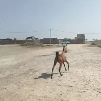 کره اسب ماده سر ودمگیر