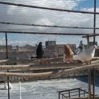 ۴ عدد کبوتر فروشی همه باهم یک میلیون|پرنده|ابهر, |دیوار