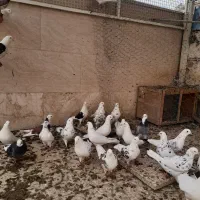 کبوتر فروشی در پیشوا