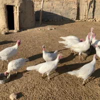 بوقلمون ماده|حیوانات مزرعه|شیروان (خراسان), |دیوار