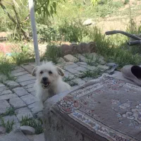 سگ پاپی خوشگل و مهربون فقط۱