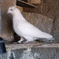 کفترپرشی|پرنده|شریفآباد, |دیوار