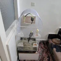 یک جفت عروس هلندی نر و ماده با قفس و لانه|پرنده|تهران, زیبادشت|دیوار