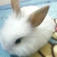 خرگوش لوپ|موش و خرگوش|سبزوار, چهارراه فرودگاه|دیوار