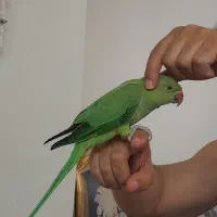 جوجه ملنگو دونخور سوپر رام دستی خونگی 4ماهه