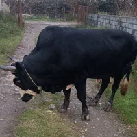 تشک ورزا محلی|حیوانات مزرعه|چالوس, |دیوار