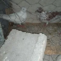 فروشی|پرنده|بندرعباس, |دیوار