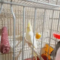 فروش یک عدد عروس هلندی لوتینو کاملا سرحال