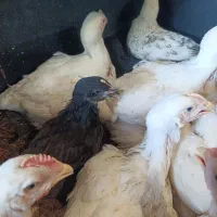 جوجه گلین  نمیچه برهما بلک. نیمچه استرالوپ