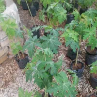 نهال پاپایا|خدمات باغبانی و درختکاری|نورآباد ممسنی, |دیوار