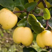 پیشفروش نهال به اونشاب