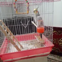 یک عدد عروس هلندی  و