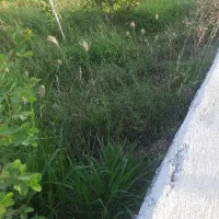 گیاه تازه سبز