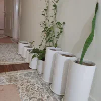 گلدان سرامیکی با خاک گلخانه ای ، زیر گلدانی|گل و گیاه طبیعی|اهواز, زیتون کارمندی|دیوار