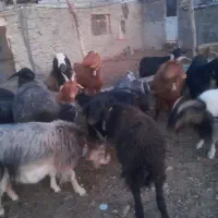 گوسفند|حیوانات مزرعه|سلفچگان, |دیوار