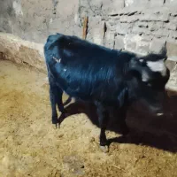 فروش گوساله ماده رسمی