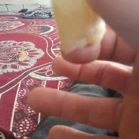 گوهر شب چراغ یا امیتیست شب چراغ