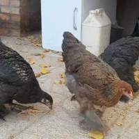 نیمچه و مرغ برهما پاتریچ و بلک|حیوانات مزرعه|تربت جام, جامی|دیوار