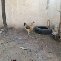 مرغ تخم گذار و کرچی|حیوانات مزرعه|سبزوار, امیر کبیر|دیوار