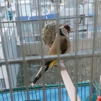 سهره متولد قفس