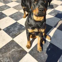 سگ روتوایلر آمریکایی ۲ ساله