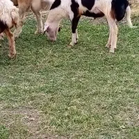 بره قوچ پلنگی خال سیاه و پوست گاوی|حیوانات مزرعه|بروجرد, |دیوار