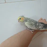 فروش عروس هلندی