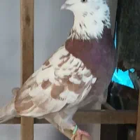 کبوتر نر|پرنده|شفت, |دیوار