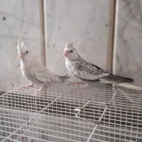 عروس هلندی جوجه مرواریدی.مرغ عشق انگلیسی