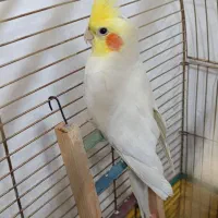 عروس هلندی نر