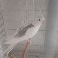 مرغ عشق پروانه ای.عروس آلبینو