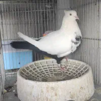 کبوتر رنگی|پرنده|اهواز, شهرک دانشگاه|دیوار