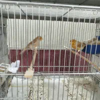 قناری مولد|پرنده|حمیدیا, |دیوار