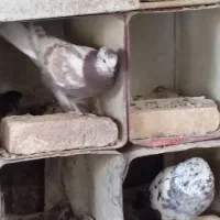 کبوتر|پرنده|بابا حیدر, |دیوار