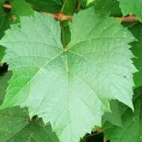 برگ انگور برای دلمه