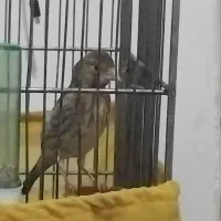 سهره قناری جوجه نر