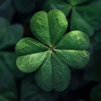 تعدادی کارت و مدارک گمشده