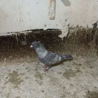 موشی کاکلی.یک کت سرخ جفت نر