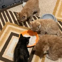 گربه اسکاتیش|گربه|قدس, شهر‌قدس|دیوار