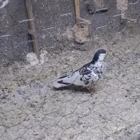 خال افشون|پرنده|چناران, |دیوار