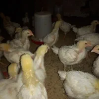 جوجه گوشتی راس ۱۳روزه واکسن خورده تضمینی مرغداری|حیوانات مزرعه|فرمهین, |دیوار