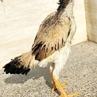 مرغ لاری|حیوانات مزرعه|تهران, بیسیم|دیوار