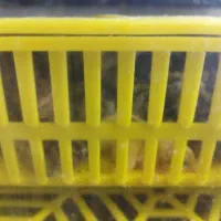 جوجه 1روزه بلدرچین