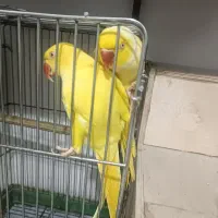 خورشیدی عروس ملنگو زد