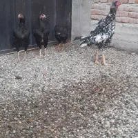 تخم نطفه دار
