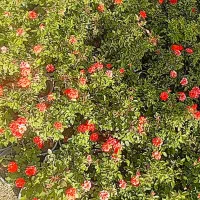 تولید کننده انواع رز هلندی و ساناز|گل و گیاه طبیعی|شریفآباد, |دیوار