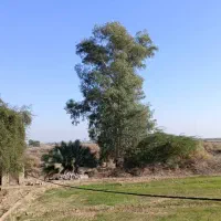 شرکت خرید درخت مورت واکالبتوس