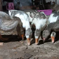 غاز  هشت ماهه|حیوانات مزرعه|ساری, |دیوار