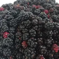 تمشک جنگلی میانکاله|خوردنی و آشامیدنی|بهشهر, |دیوار